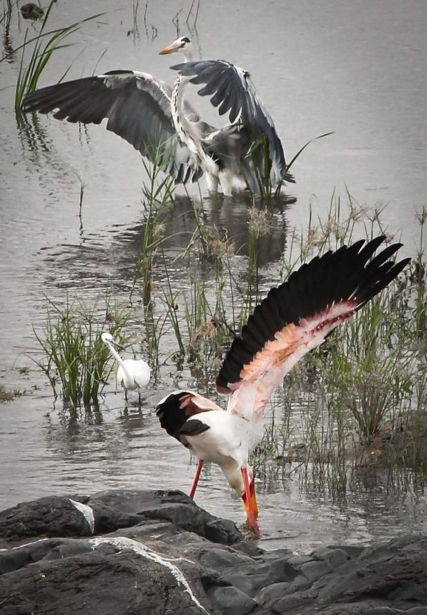 bird yoga: yellow-billed stork, grey heron, spectating little egret